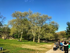 Spring in Central Park