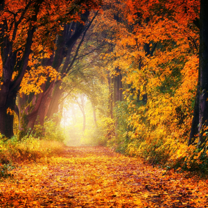 My favorite time of year 2020