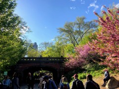 Spring in Central Park