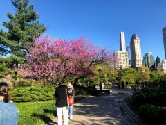 Spring in Central Park