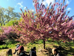 Spring in Central Park