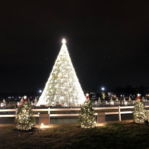 The National Christmas Tree, Washington, DC 2019.