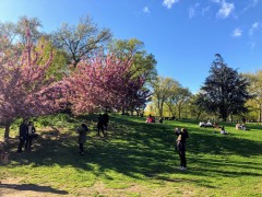 Spring in Central Park