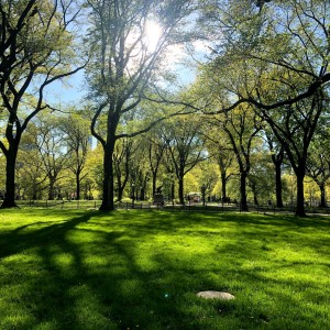 Spring in Central Park