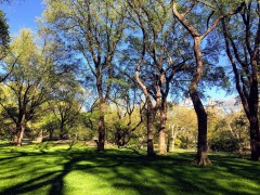 Spring in Central Park