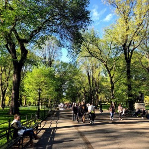 Spring in Central Park