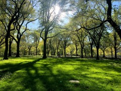Spring in Central Park