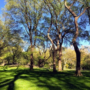 Spring in Central Park