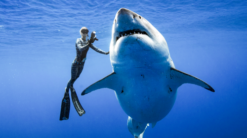 First Great White shark in Long Island Sound, off the shore near Greenwich.